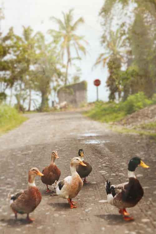 Ducks and drakes | Photography by Louise O'Gorman