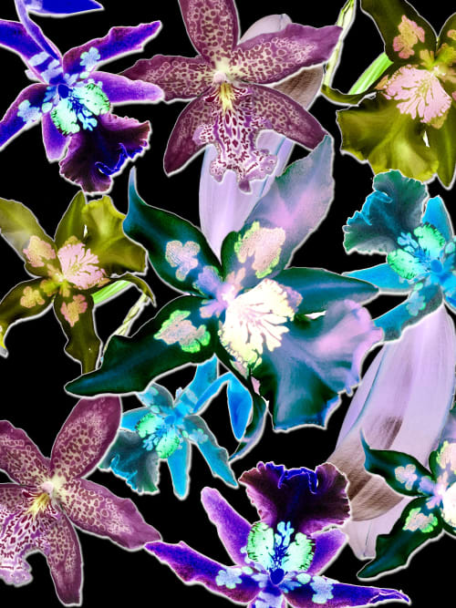 Orchid You Not - 6 Versions | Photography by Joanie Landau