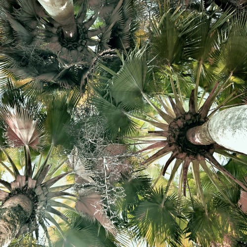 Palms IV | Photography by Neon Dunes by Lily Keller