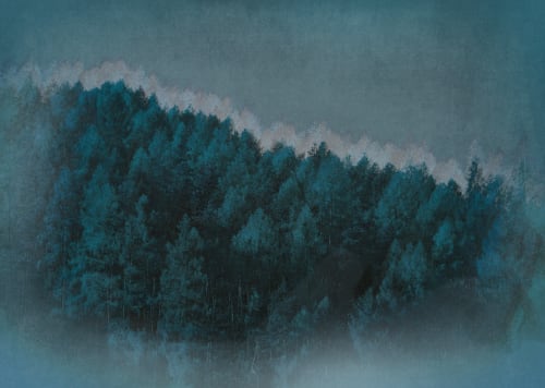 Midnight Forest | Photography by Louise O'Gorman