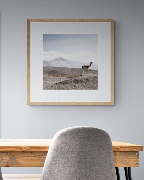 The Lone Llama | Photography by Louise O'Gorman