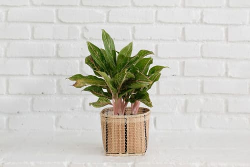 6" Chinese Evergreen + Basket | Planter in Vases & Vessels by NEEPA HUT