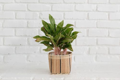 6" Chinese Evergreen + Basket