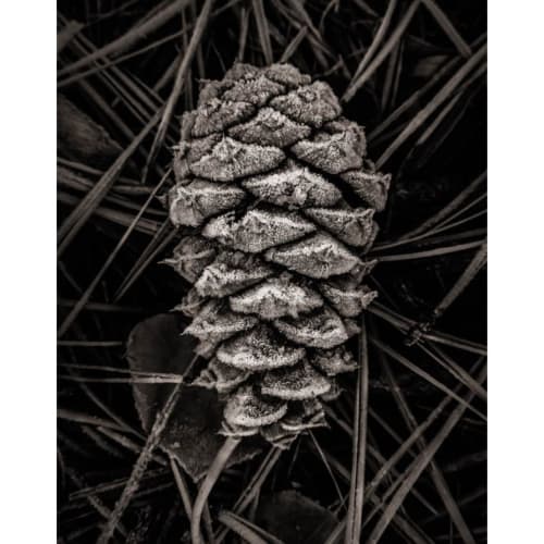L. Blackwood - Pinecone | Photography by Farmhaus + Co.