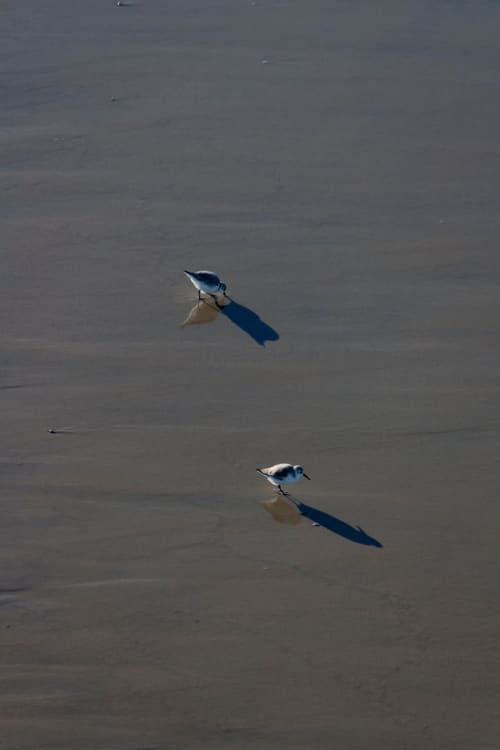 Two Birds | Photography by Eric C. Jackson Studio