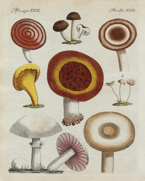 Mushroom Print, Antique Victorian Mushroom, Kitchen Art | Prints by Capricorn Press