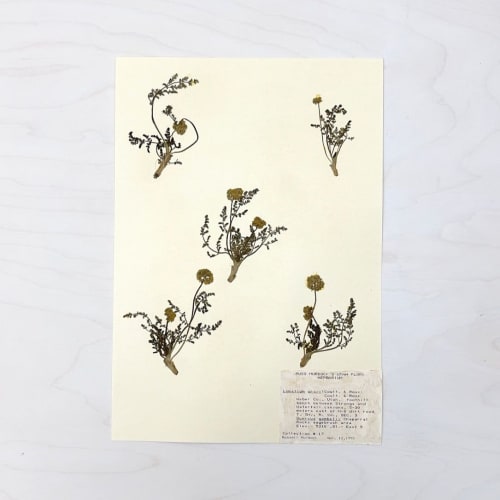 Vintage Pressed Botanical #6 | Art & Wall Decor by Farmhaus + Co.