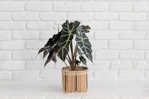 6" Alocasia Poly + Planter Basket | Vases & Vessels by NEEPA HUT