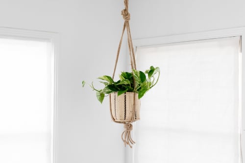 6" Golden Pothos + Hanging basket | Plants & Landscape by NEEPA HUT