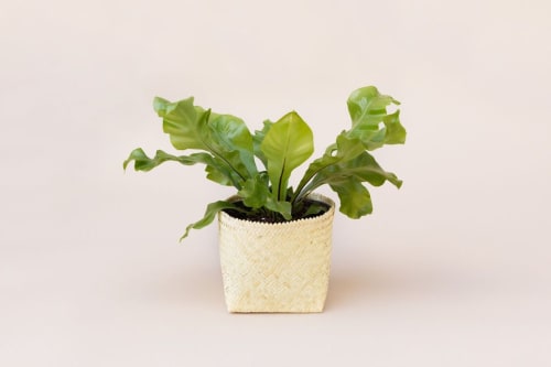6" Bird's Nest Fern + Basket | Planter in Vases & Vessels by NEEPA HUT