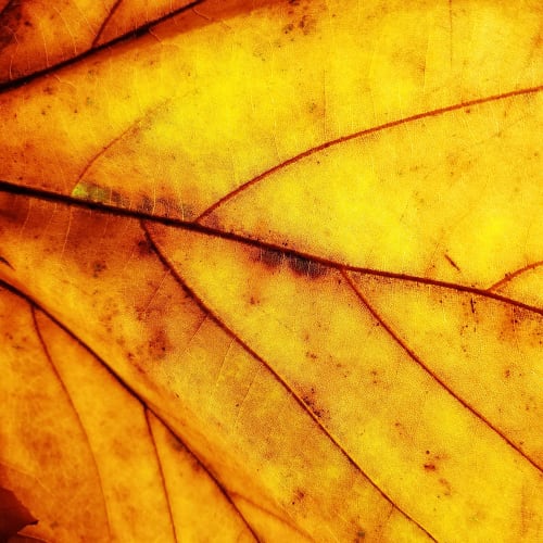 Golden Memory — Abstract Botanical Photography Print | Photography by Ava Bock Art