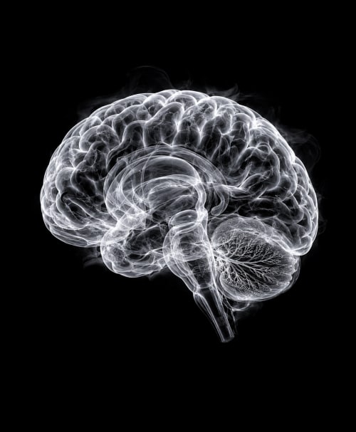 EXPOSED 005 — BRAIN | Decorative Objects by Exposedart