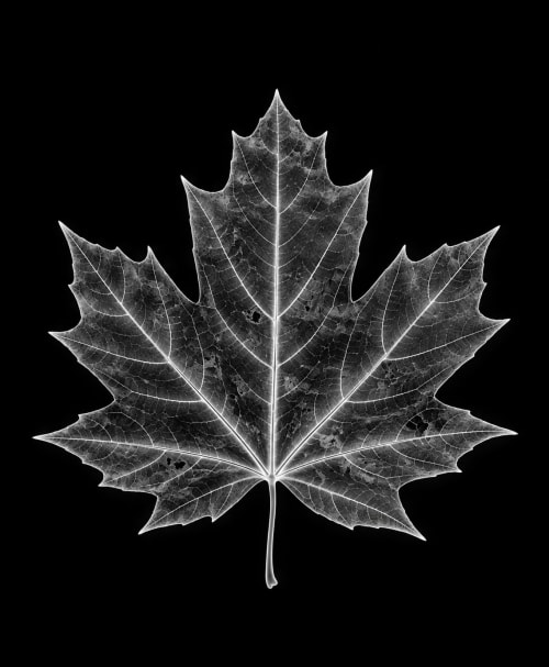 EXPOSED AUTUMN — MAPLE LEAF | Decorative Objects by Exposedart