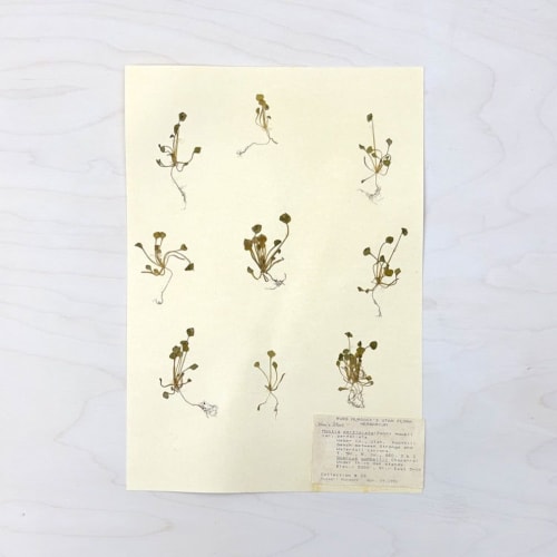 Vintage Pressed Botanical #7 | Pressing in Art & Wall Decor by Farmhaus + Co.