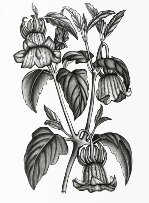 "Calonyction Diversifolium Sulfureum" Print | Prints by Stevie Howell