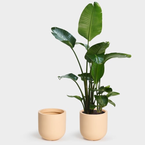 Wythe 30 Large Planter | Vases & Vessels by Greenery Unlimited