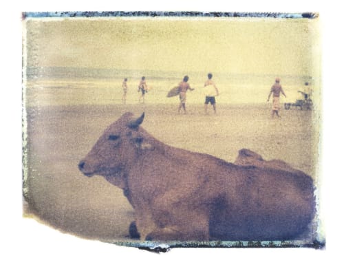 Surf Cow | Paintings by She Hit Pause