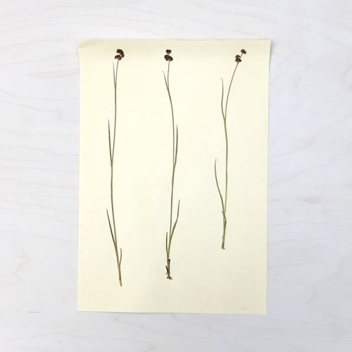 Vintage Pressed Botanical #22 | Pressing in Art & Wall Decor by Farmhaus + Co.