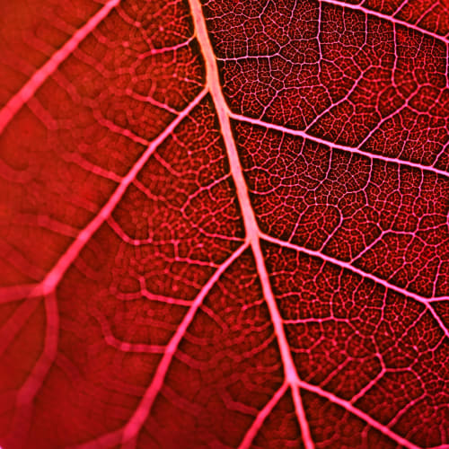 Crimson Vein — Abstract Botanical Photography Print | Photography by Ava Bock Art