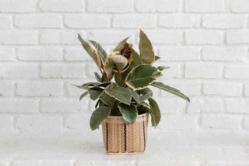 6" Tineke Rubber Plant + Basket | Vases & Vessels by NEEPA HUT