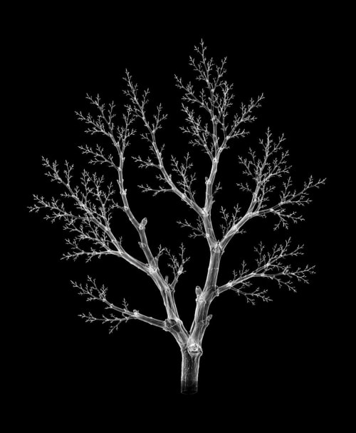 EXPOSED AUTUMN — BARE BRANCH | Decorative Objects by Exposedart