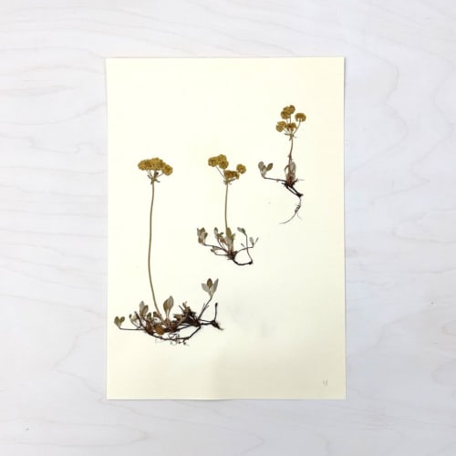 Vintage Pressed Botanical #24 | Pressing in Art & Wall Decor by Farmhaus + Co.