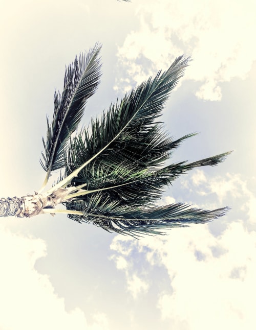 Punta Cana Palms - Incandescent | Photography by Joanie Landau