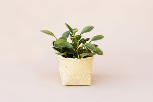 6" Marble Peperomia + Basket | Planter in Vases & Vessels by NEEPA HUT