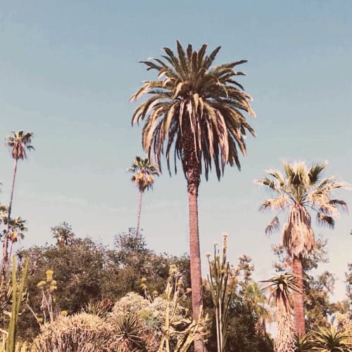 Roman Palms | Photography by Neon Dunes by Lily Keller