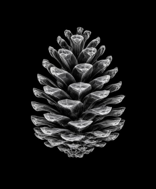 EXPOSED AUTUMN — PINECONE | Decorative Objects by Exposedart