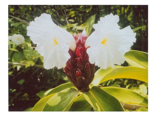 Sleepwalking through perfume | Photography by She Hit Pause