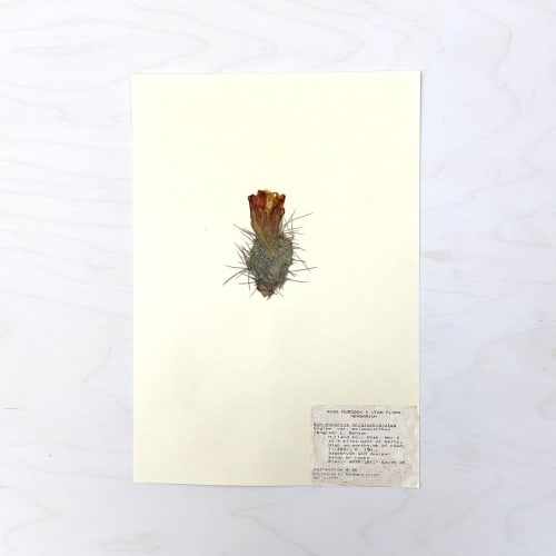 Vintage Pressed Botanical #38 | Pressing in Art & Wall Decor by Farmhaus + Co.