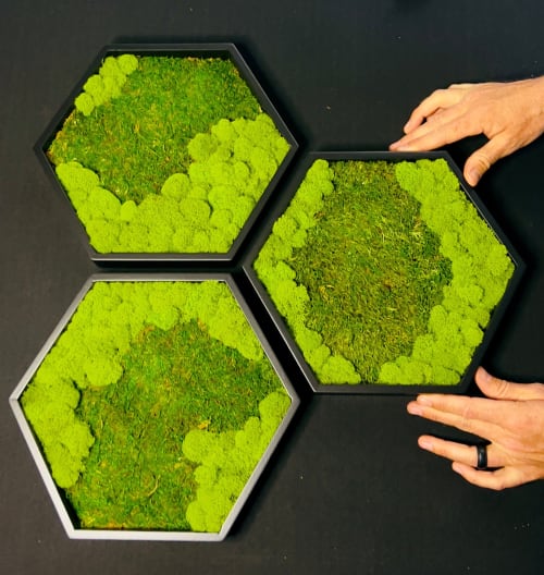 Honeycomb Hexagon Moss Wall Art | Wall Hangings by Moss Art Installations