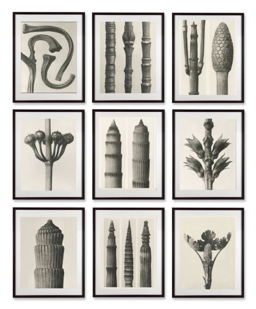 Set of 9 botanical prints by Karl Blossfeldt | Photography by Capricorn Press