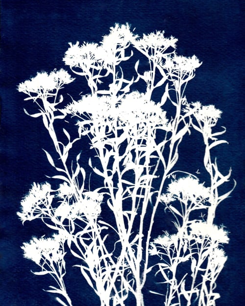 Colorado Alpine Flower One | Paintings by Kathy Ferguson Art