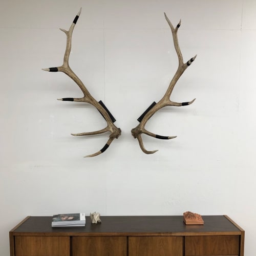 Elk Antler Wall Mounts | Wall Sculpture in Wall Hangings by Farmhaus + Co.
