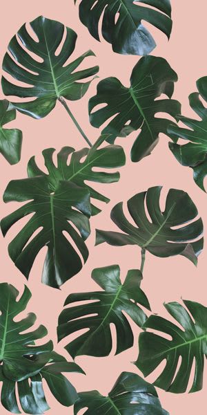 Monstera Leaf Removable Fabric Wallpaper - Peel and Stick! | Wallpaper by Samantha Santana Wallpaper & Home