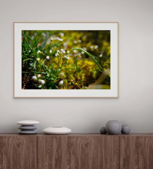 Tiny white flowers in moss Digital-only offering for Trade | Photography by Caroyl La Barge›