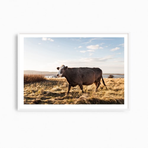 Contemporary "Brown Cow" fine art photography print | Photography by PappasBland