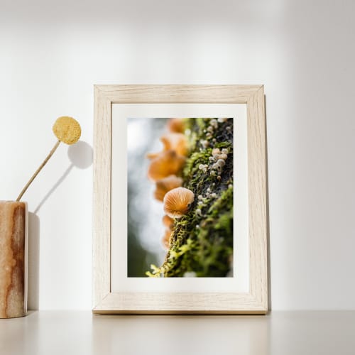 Photograph • Cascading Mushrooms, Fungi, PNW, Oregon, Macro | Photography by Honeycomb