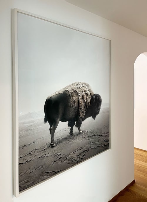 Be Here Bison | Photography by Alice Zilberberg