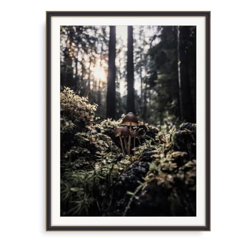 FUNGI (9"x12" - 36"x48") I PNW I Nature Print I Wall Art | Photography by Jess Ansik