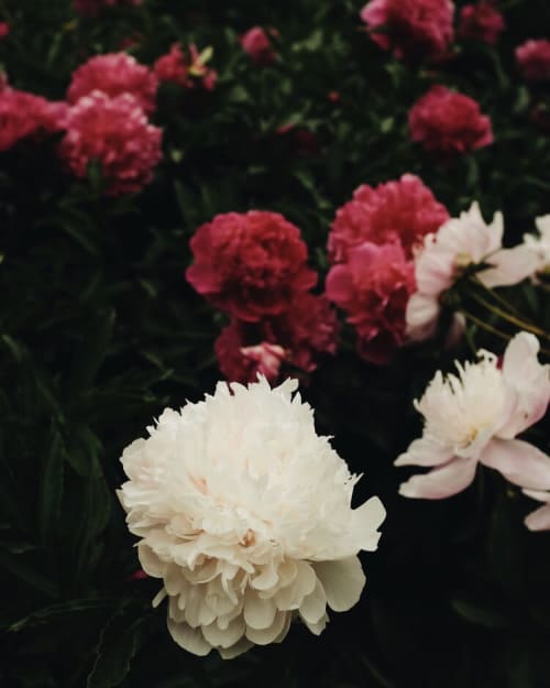 In Quiet Solitude 27 Print | Prints by Emily Tingey