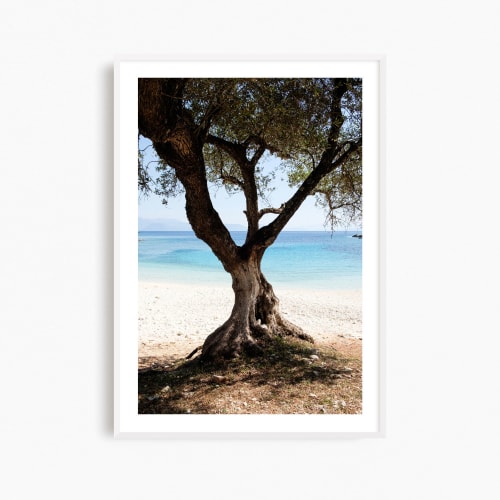 Greece photography print, 'Olive Tree' Mediterranean art | Photography by PappasBland