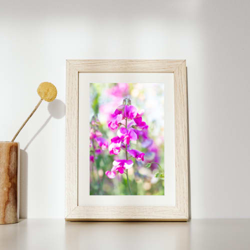 Photograph • Sweet Pea Pastels, Floral, PNW, Oregon, Macro | Photography by Honeycomb