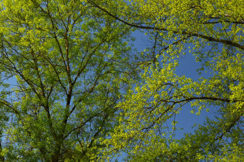 Spring Greens against the blue sky. | Photography by Caroyl La Barge›