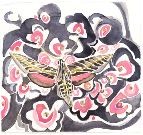 Sphinx Moth | Paintings by ISA CATTO STUDIO