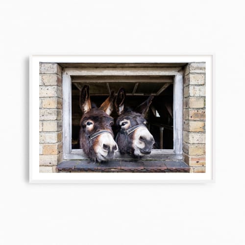 Equine artwork, 'The Donkeys' fine art photography print | Photography by PappasBland