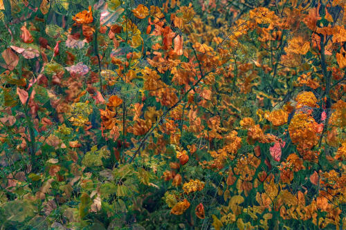 JUNGLE (18"x12" — 60"x40") | Wall Art | Fine Art Print | Digital Art in Art & Wall Decor by Jess Ansik