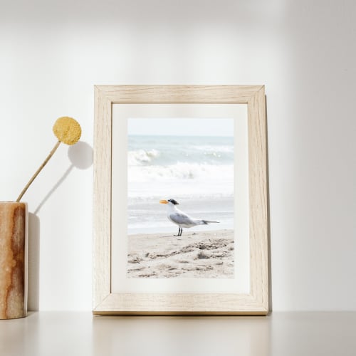 Photograph • "Smile", Royal Tern, Bird, Nautical, Ocean | Photography by Honeycomb